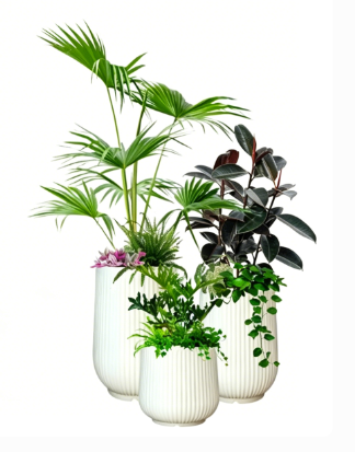 宁波绿植租赁管理怎么选？选购技巧与避坑指南
